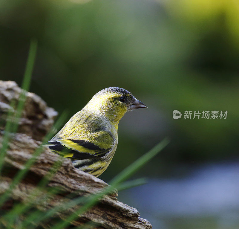 欧亚西金雀(Carduelis spinus)雄性